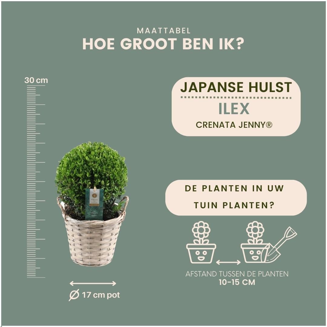 Plants by frank 2x Ilex crenata 'Jenny' bol in rietenmand | set van 2 stuks | 20 cm Ø diameter (8721001420360)