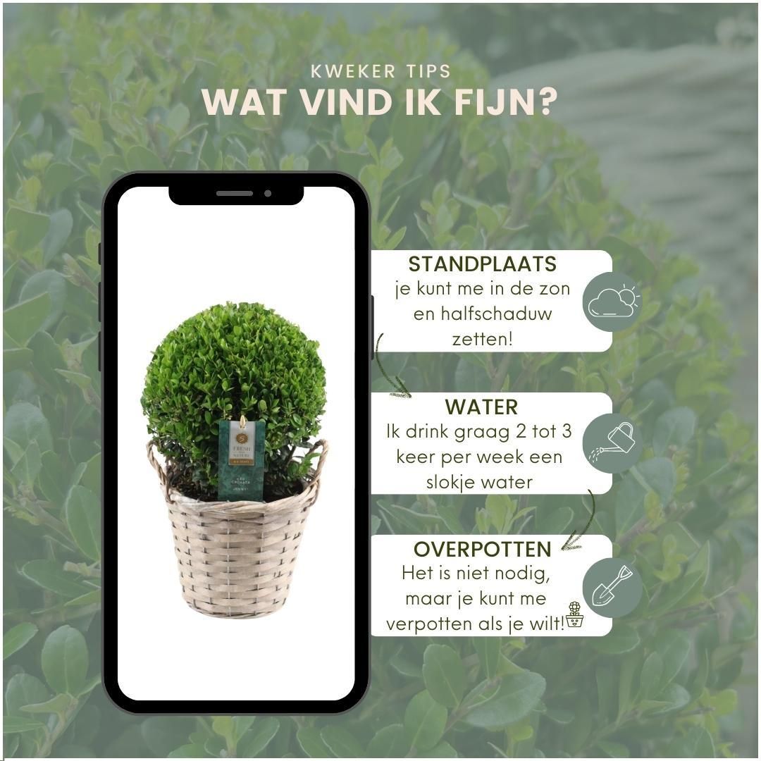 Plants by frank 2x Ilex crenata 'Jenny' bol in rietenmand | set van 2 stuks | 20 cm Ø diameter (8721001420360)