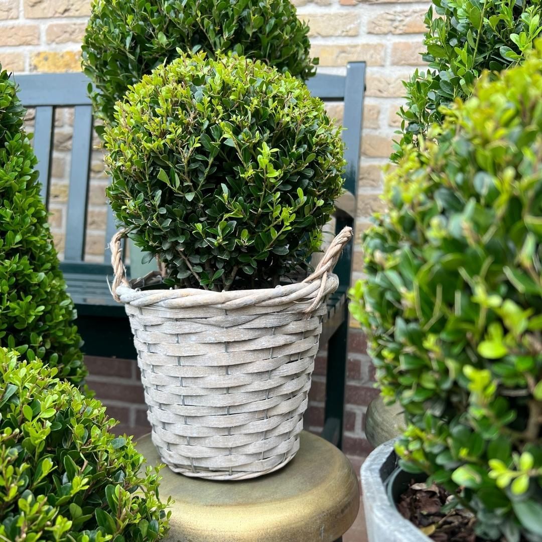 Plants by frank 2x Ilex crenata 'Jenny' bol in rietenmand | set van 2 stuks | 20 cm Ø diameter (8721001420360)
