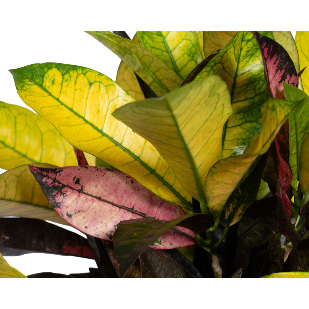 Codiaeum 'Croton' Iceton Ø17cm - ↕40 (4250308316730)