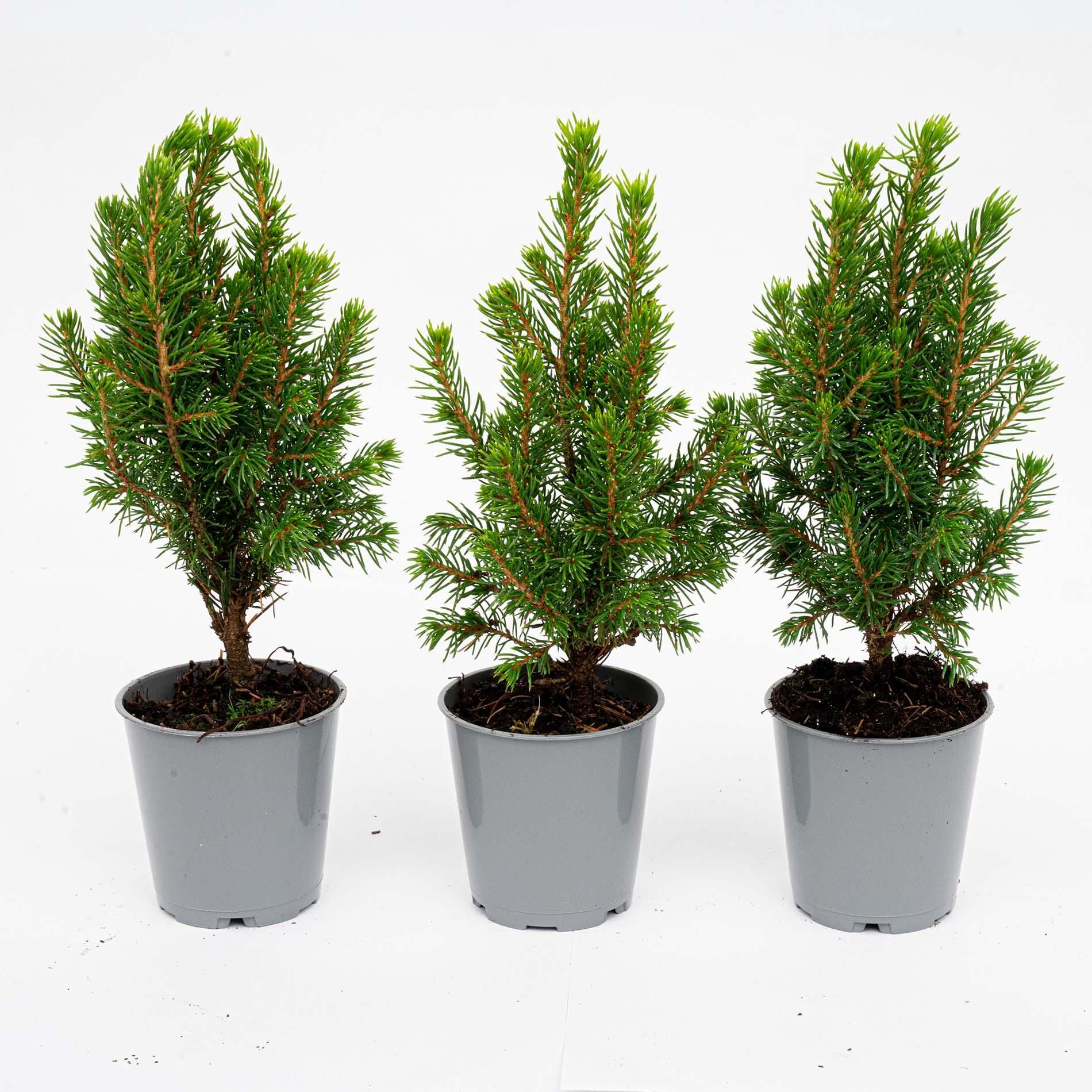 3x Mini-kerstboom - ↑15-20 cm - Ø 6 cm Picea Glauca Perfecta (8720872025360)