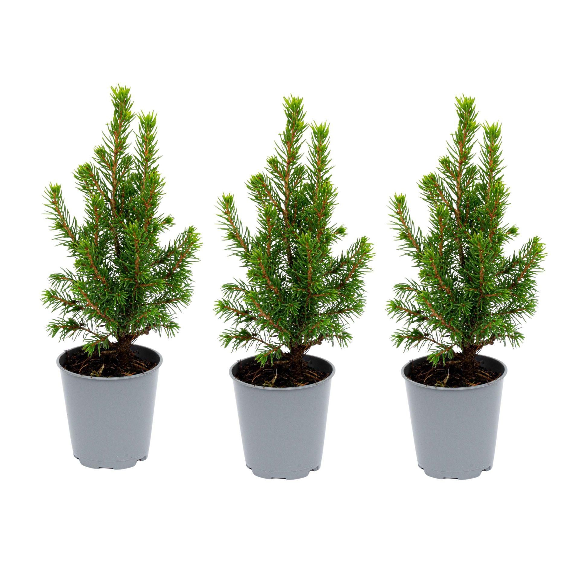 3x Mini-kerstboom - ↑15-20 cm - Ø 6 cm Picea Glauca Perfecta (8720872025360)
