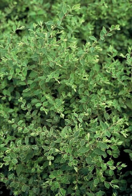 Garden basics 60x Symphoricarpos ch. 'Hancock' - ↕10-25cm - Ø9cm (48004)