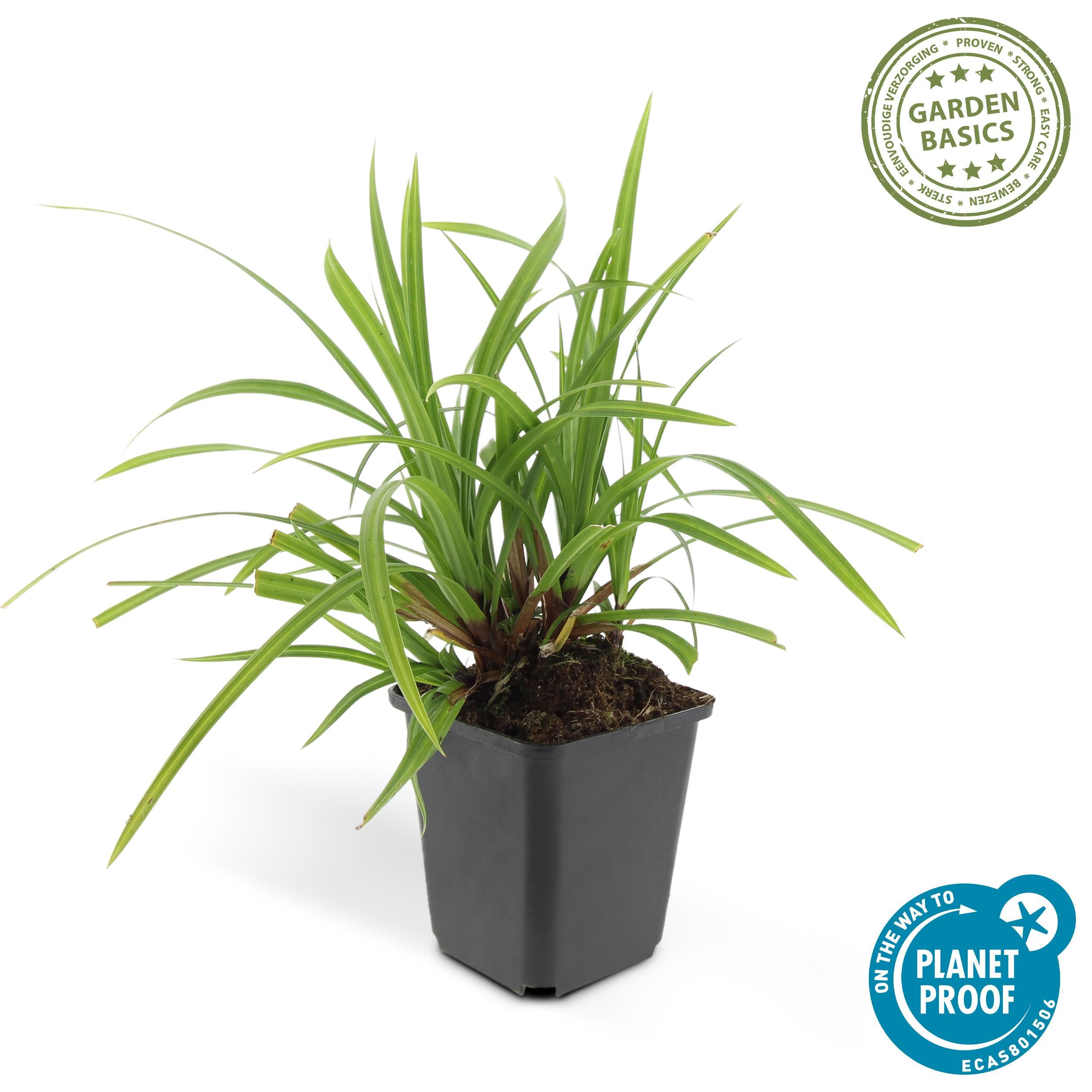 Garden basics 6x Carex morrowii 'Irish Green' - ↕10-25cm - Ø9cm (47646)