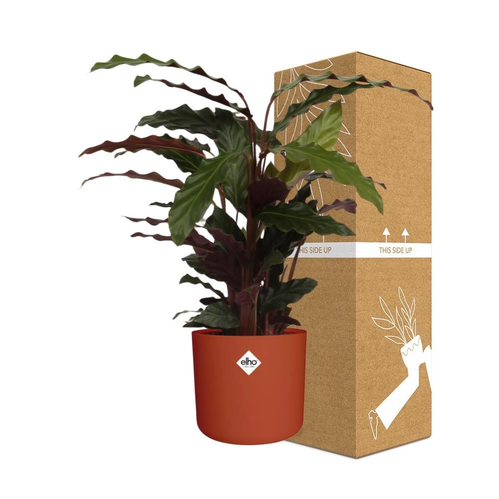 Calathea Rufibarba ‘Tropistar’ in ELHO b.for soft rond 14cm brique (21504)