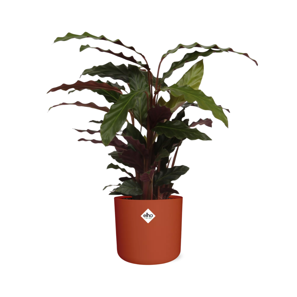 Calathea Rufibarba ‘Tropistar’ in ELHO b.for soft rond 14cm brique (21504)