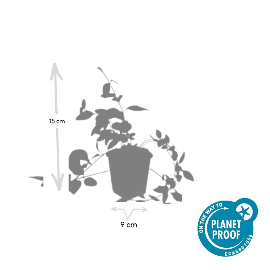 Garden basics 60x Vinca major 'Alba' - ↕10-25cm - Ø9cm (48014)