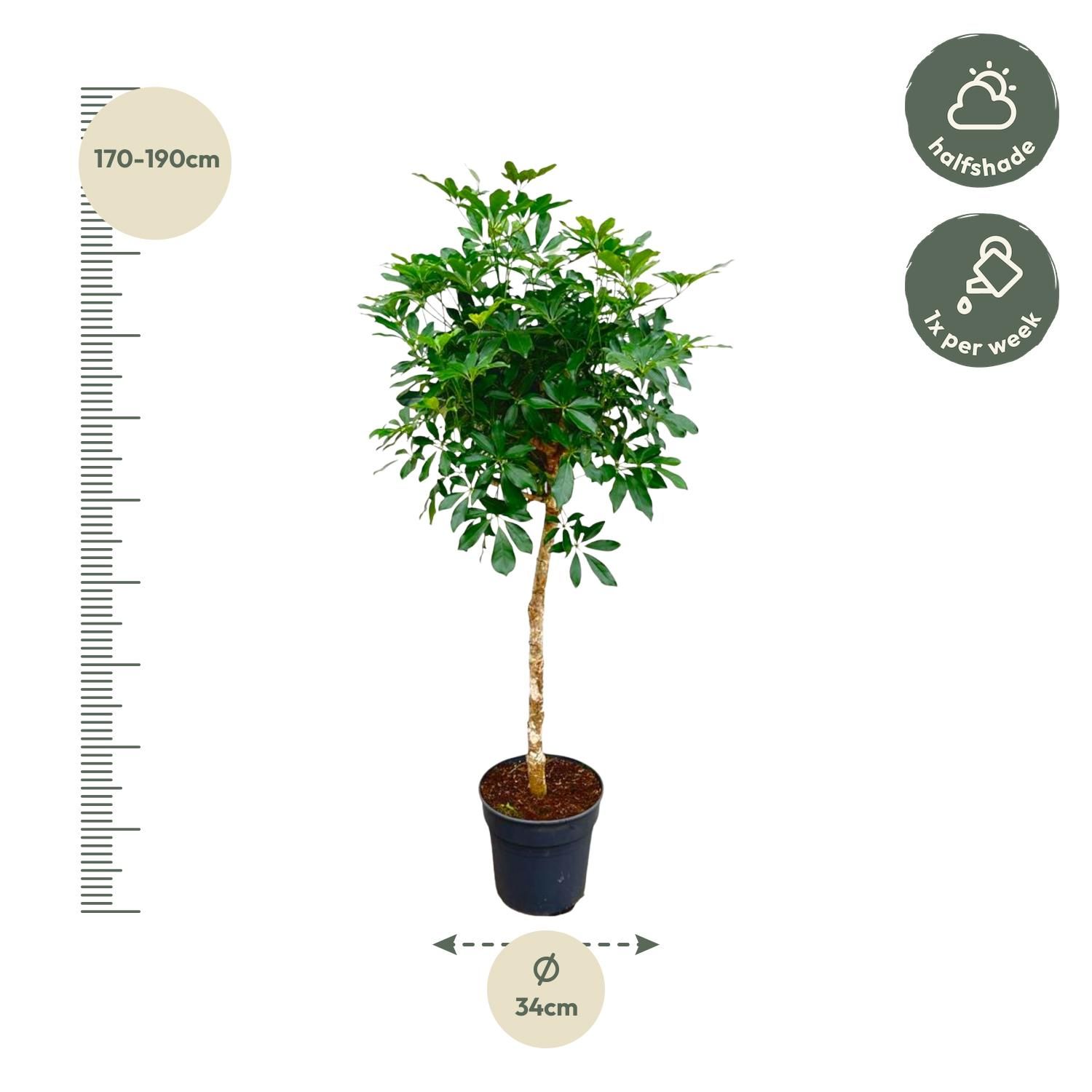 Schefflera op stam - 170cm - ø30 (8721055694007)