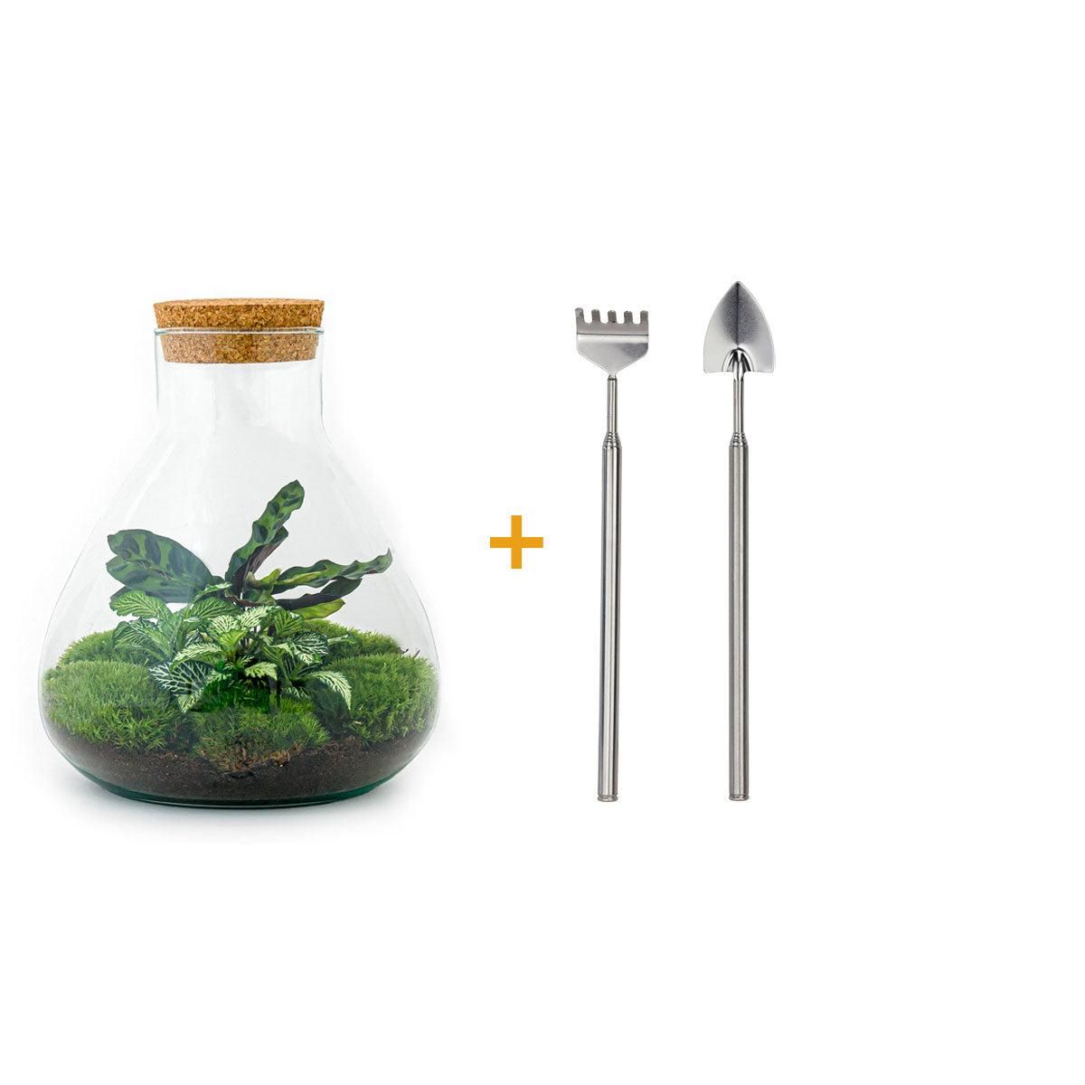 DIY terrarium - Sammie Calathea - Rake + Shovel (8720726958004)