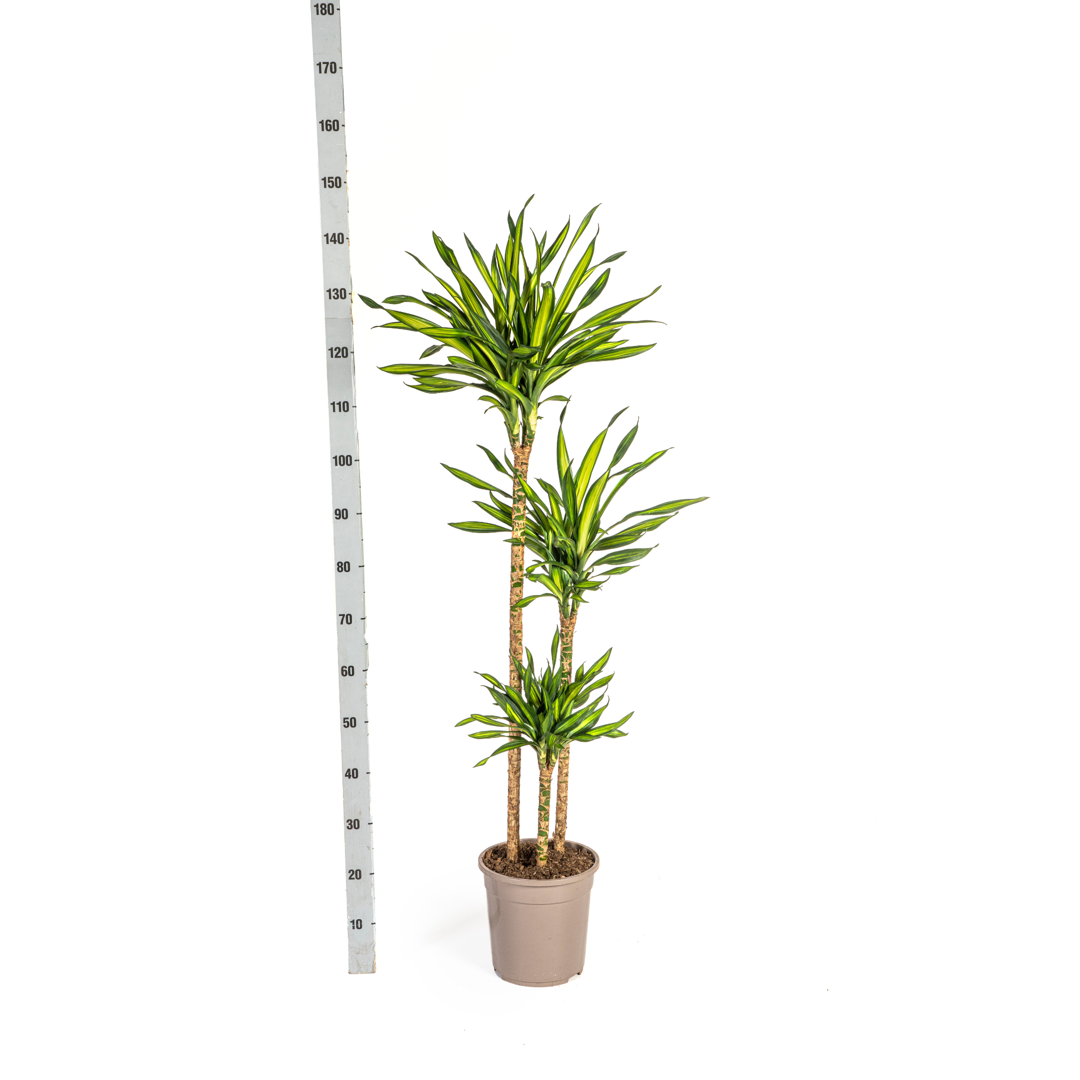Dracaena Deremensis Rikki met mand Ø24cm - ↕130 (48773)