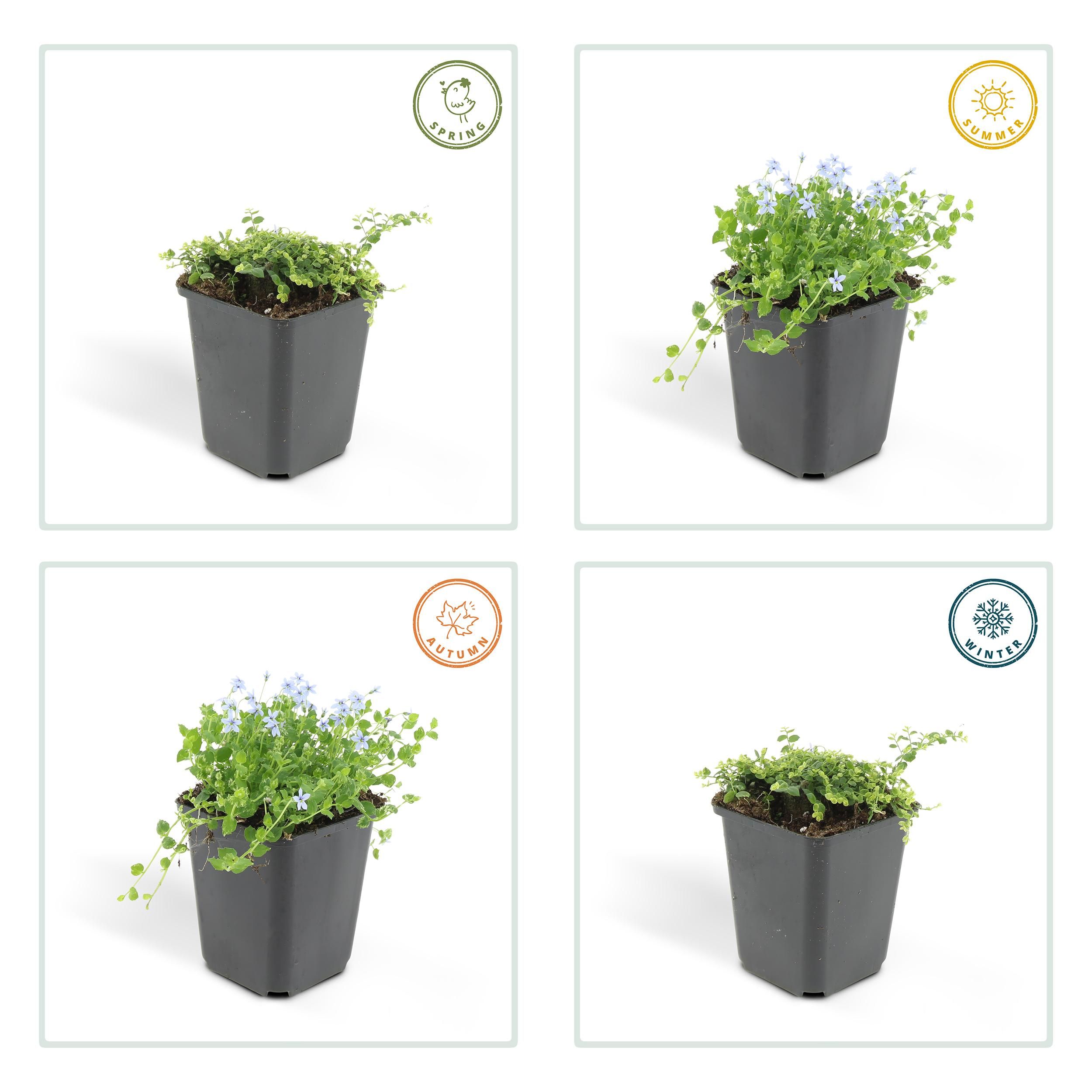 Garden basics 12x Isotoma fluviatilis - ↕10-25cm - Ø9cm (47862)