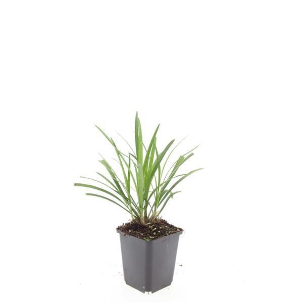 Garden basics 48x Liriope muscari 'Ingwersen' - ↕10-25cm - Ø9cm (50471)