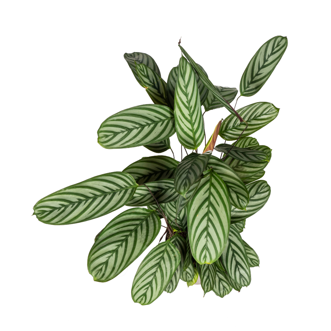 Calathea Oppenheimiana Ø24cm - ↕80 (4250308317034)