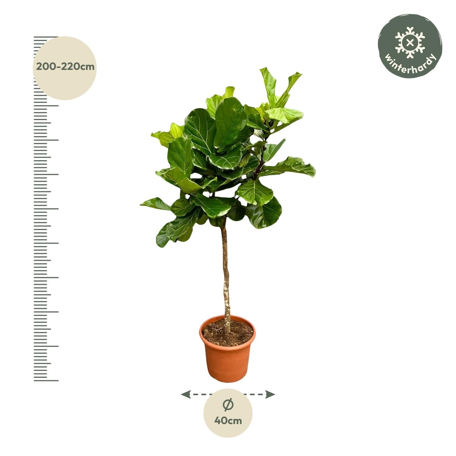 Ficus Lyrata boom XXL - 200 cm - ø40 (8721055693451)
