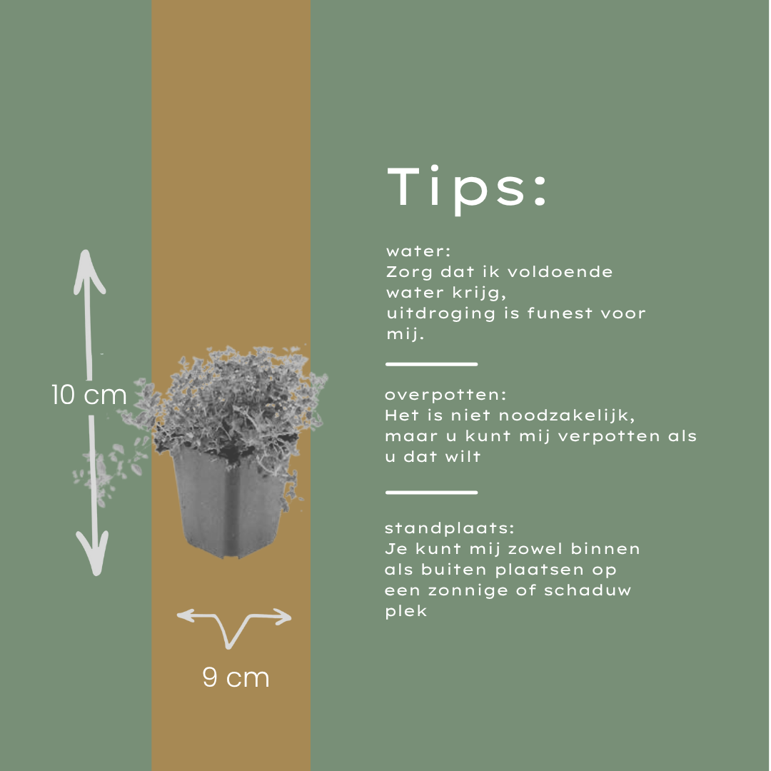 Garden basics 48x thymus serpyllum - ↕10-25cm - Ø9cm (54774)
