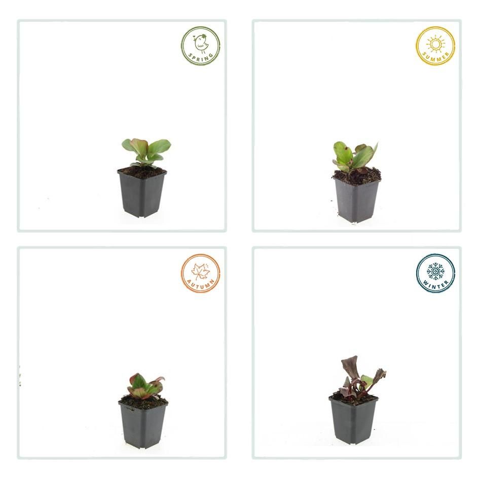 Garden basics 12x Bergenia cordifolia 'Herbstblüte' - ↕10-25cm - Ø9cm (47606)