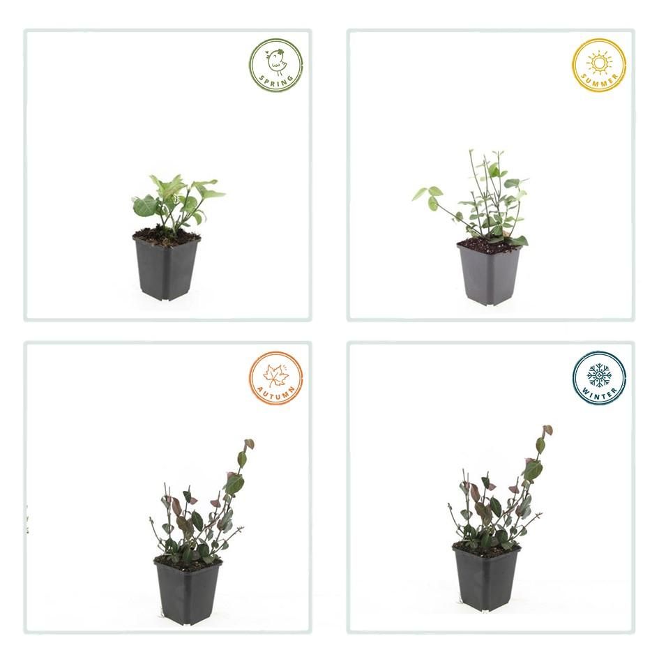 Garden basics 6x Euonymus fort. 'Coloratus' - ↕10-25cm - Ø9cm (47696)