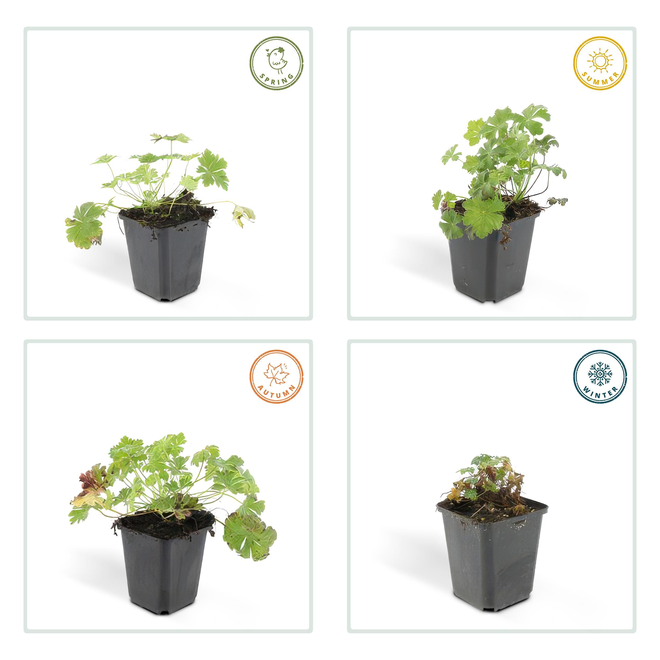 Garden basics 12x Geranium cant. 'Biokovo' - ↕10-25cm - Ø9cm (47768)