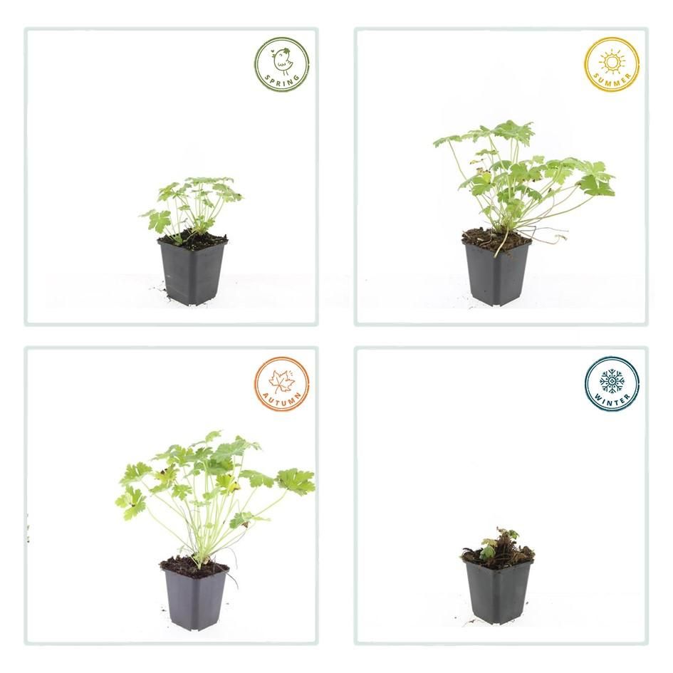 Garden basics 60x Geranium macr. 'Czakor' - ↕10-25cm - Ø9cm (47786)