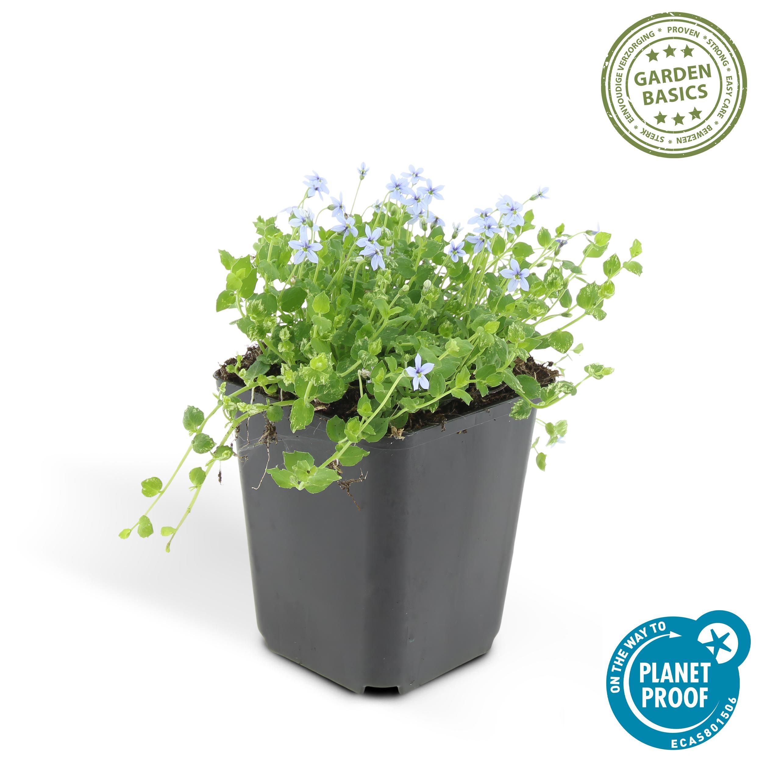 Garden basics 6x Isotoma fluviatilis - ↕10-25cm - Ø9cm (47861)