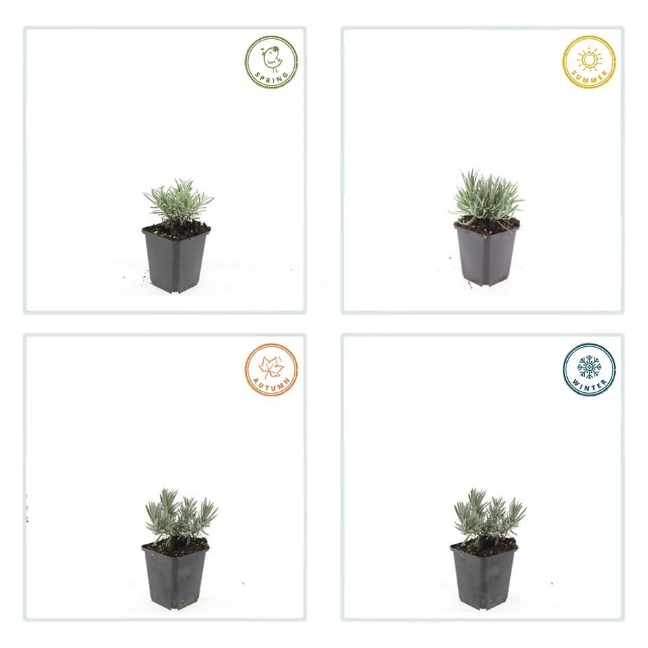 Garden basics 24x Lavandula int. 'Edelweiss' - ↕10-25cm - Ø9cm (50462)