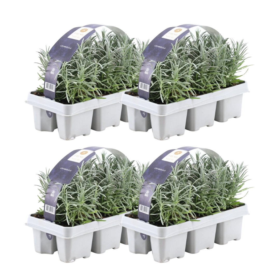 Premium basics 4x 6 pack Lavendel angustifolia - Ø7 cm (48269)