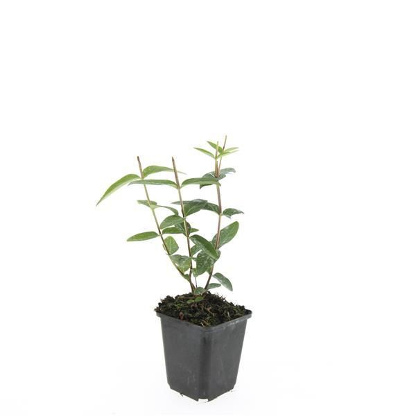 Garden basics 24x Hypericum inodorum 'Rheingold' - ↕10-25cm - Ø9cm (50446)