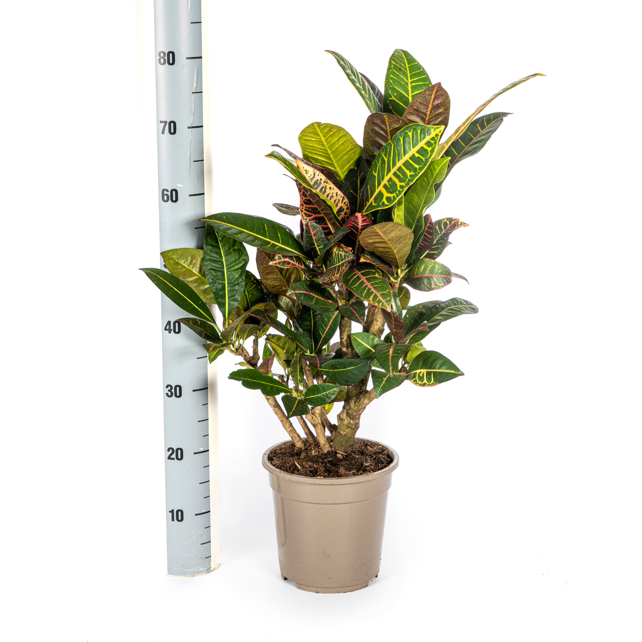 Codiaeum 'Croton' Petra met mand Ø21cm - ↕60 (48764)