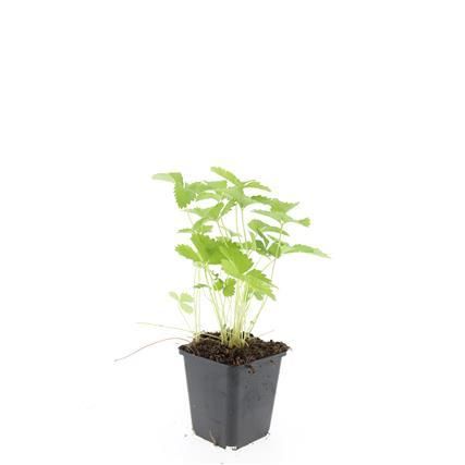 Garden basics 24x Fragaria vesca - ↕10-25cm - Ø9cm (50414)