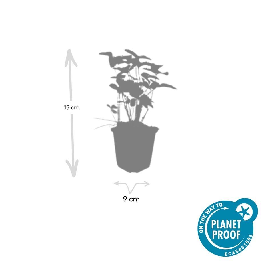 Garden basics 24x Fragaria vesca - ↕10-25cm - Ø9cm (50414)