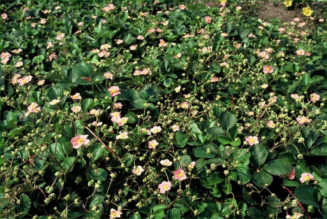 Garden basics 24x Fragaria vesca - ↕10-25cm - Ø9cm (50414)