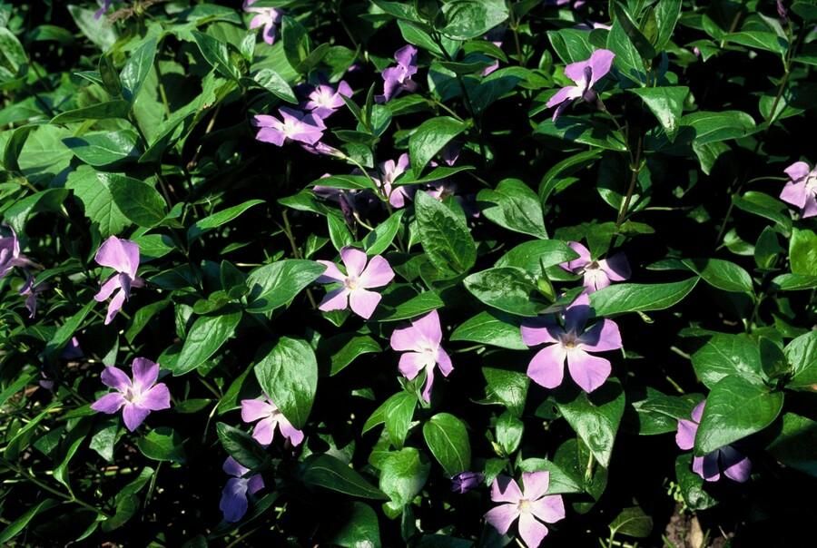 Garden basics 48x Vinca major - ↕10-25cm - Ø9cm (50487)