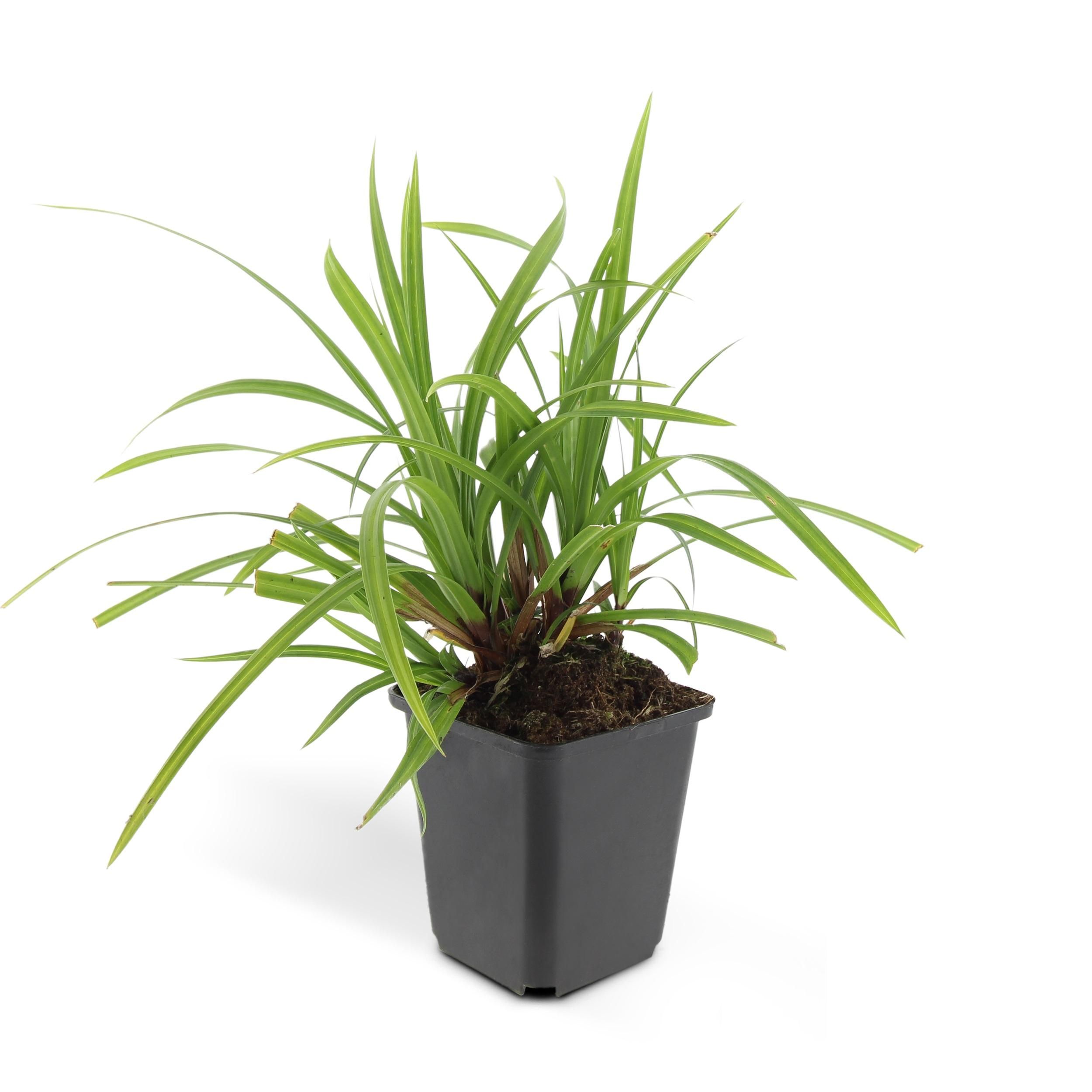 Garden basics 12x Carex morrowii 'Irish Green' - ↕10-25cm - Ø9cm (47647)