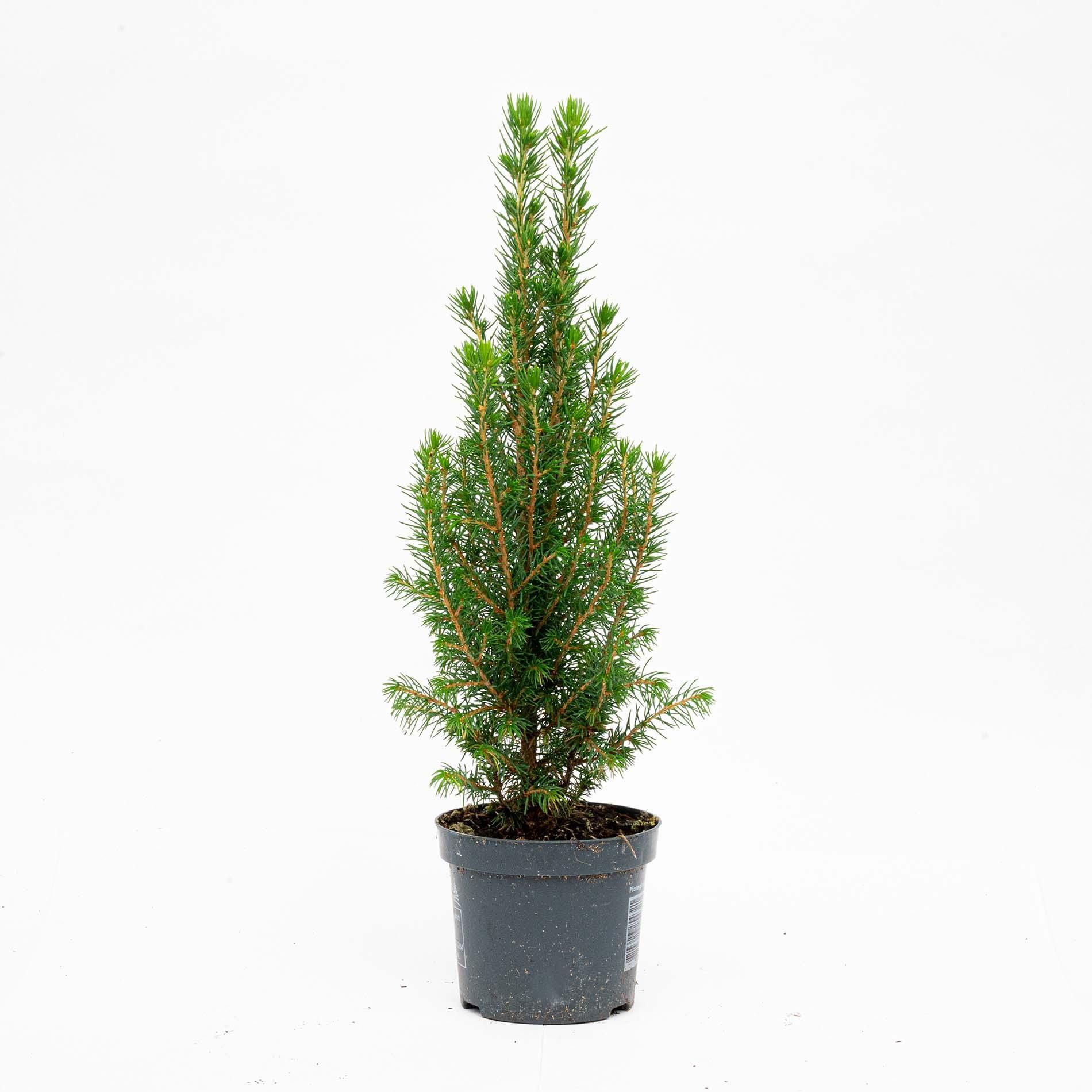 6x Mini-Kerstboom - Chamaecyparis - 25-30 cm (8720872025353)