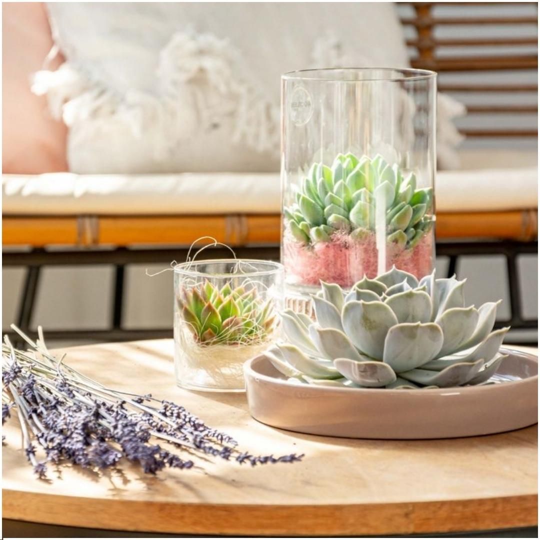 Rootless by aloe demi ROOTLESS Succulent Echeveria Lilacina in schaal 'taupe' Ø20 cm (8721001420223)