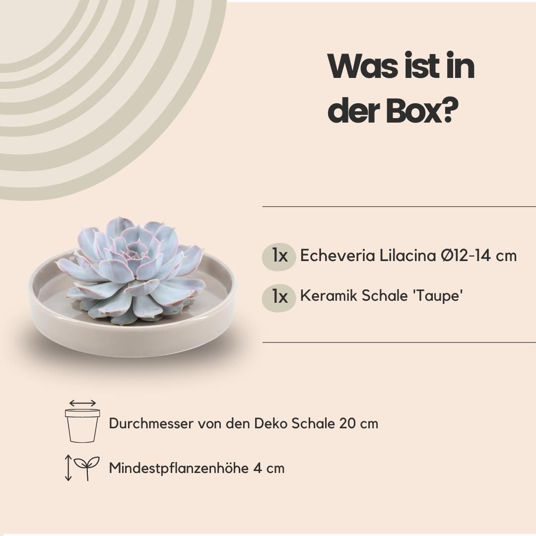 Rootless by aloe demi ROOTLESS Succulent Echeveria Lilacina in schaal 'taupe' Ø20 cm (8721001420223)