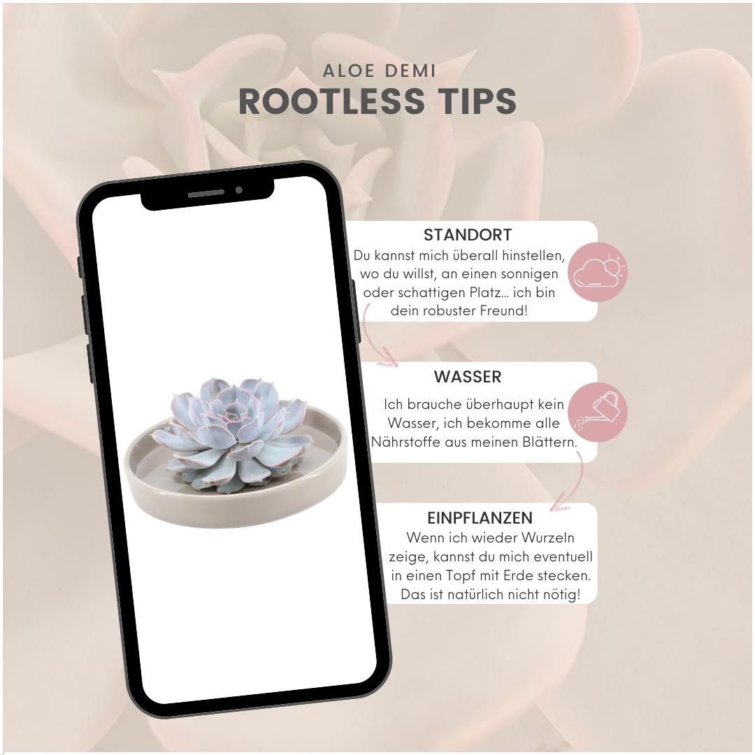 Rootless by aloe demi ROOTLESS Succulent Echeveria Lilacina in schaal 'taupe' Ø20 cm (8721001420223)