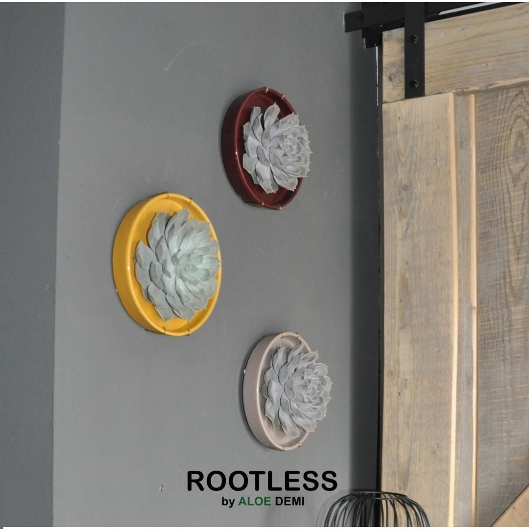 Rootless by aloe demi ROOTLESS Succulent Echeveria Lilacina in schaal 'taupe' Ø20 cm (8721001420223)