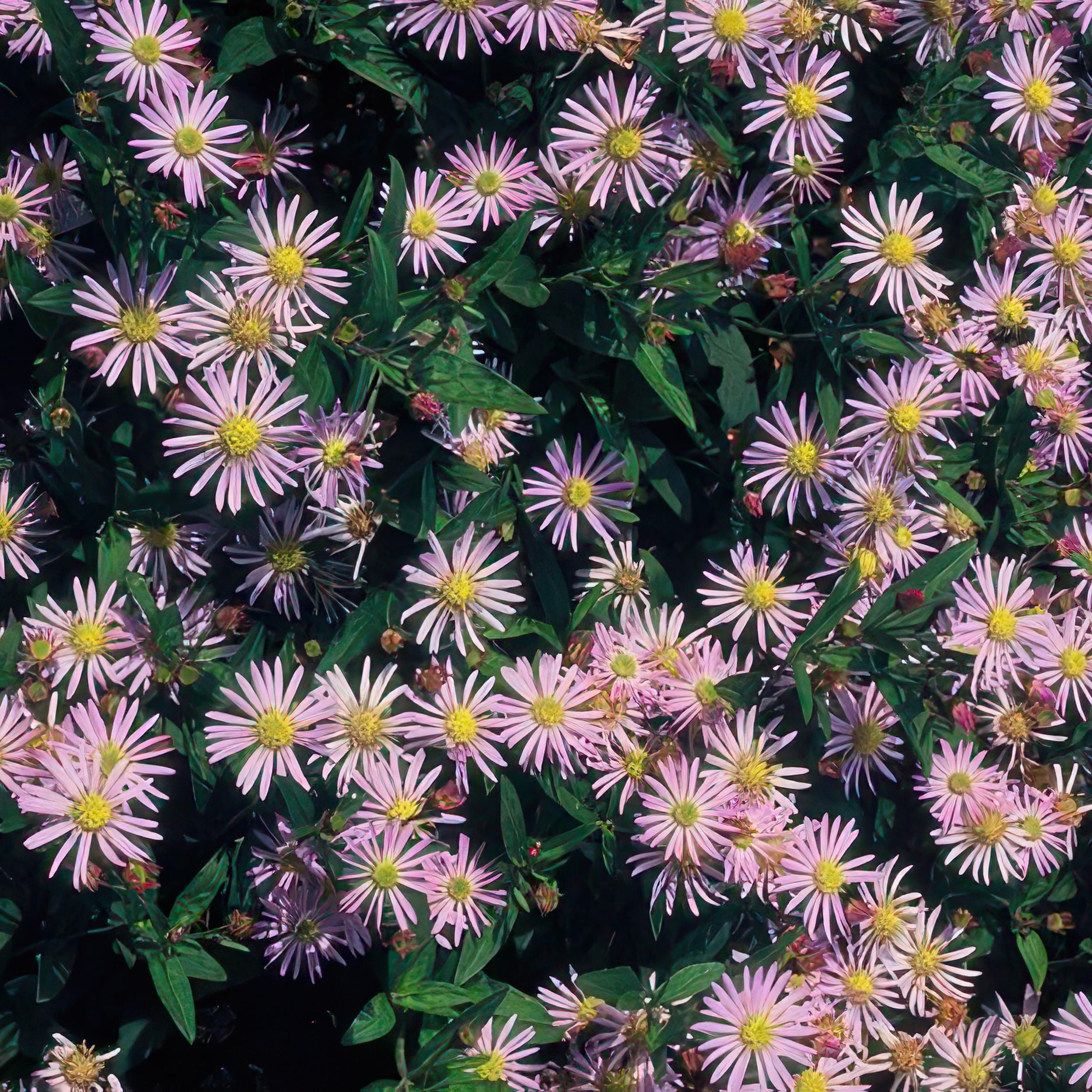 Garden basics 24x Aster ageratoides 'Asran' - ↕10-25cm - Ø9cm (50276)