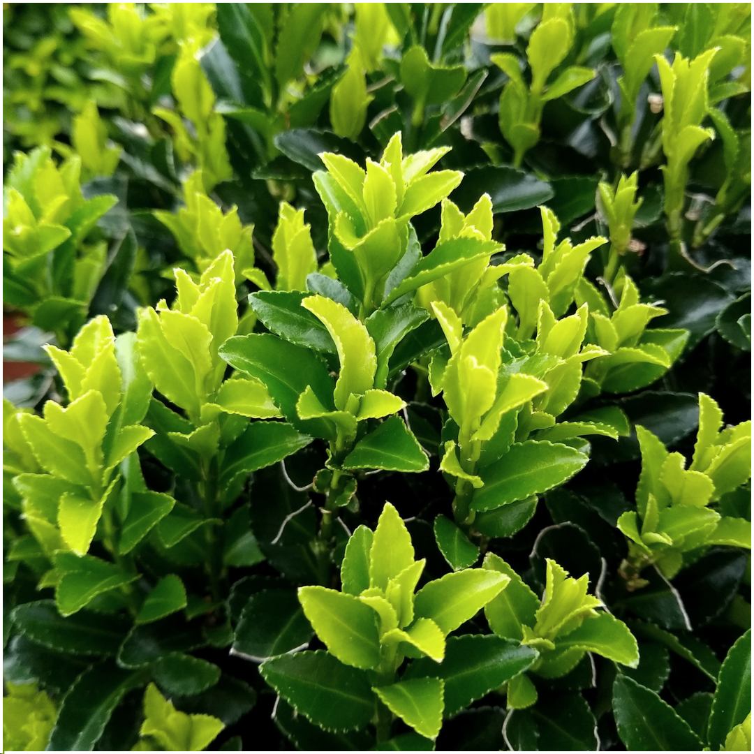 Plants by frank 48 x Euonymus 'Green Spire' - 48 x Ø 7 cm - ↨ 15 cm (8721001422432)