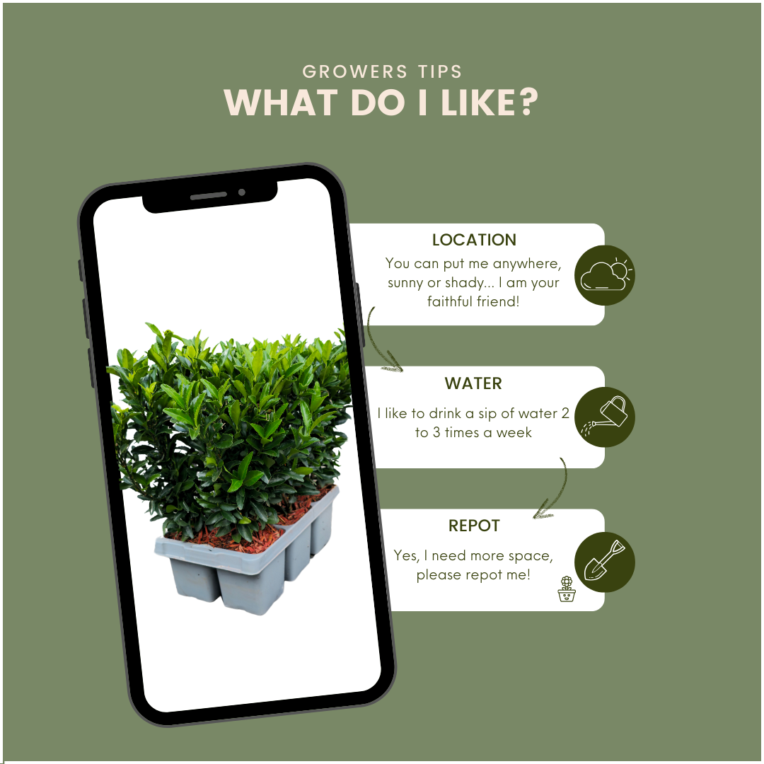 Plants by frank 48 x Euonymus 'Green Spire' - 48 x Ø 7 cm - ↨ 15 cm (8721001422432)