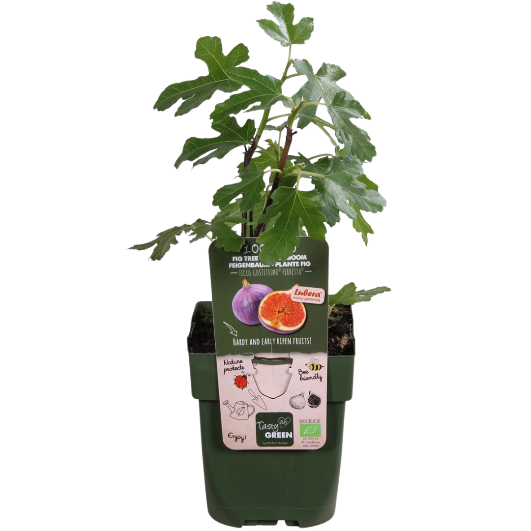 Premium basics 6 x Biologische Vijgenbomen - Ø 13 cm - ↨ 20 cm (48374)