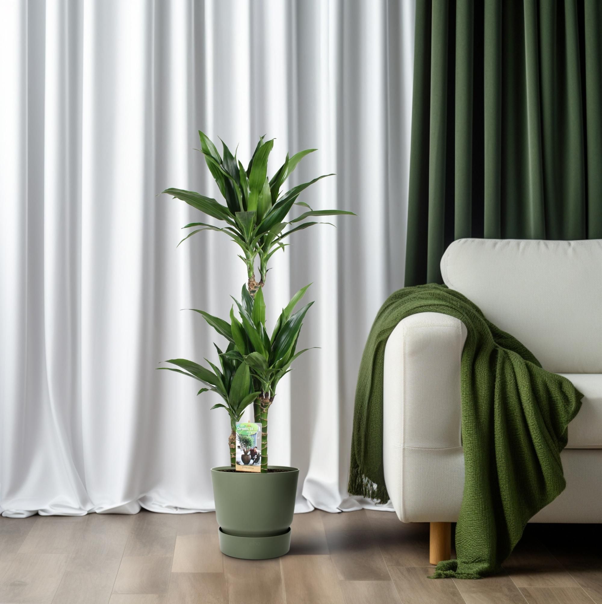 Dracaena Janet Craig 60-30-15 (32956)