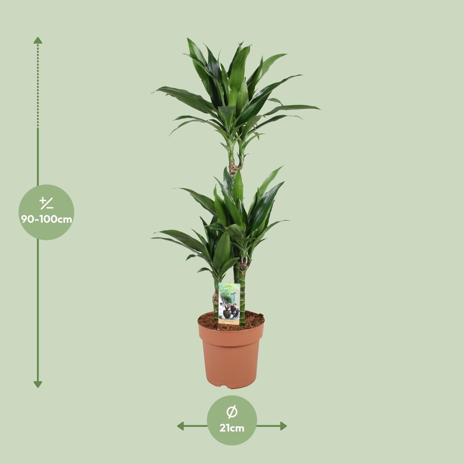 Dracaena Janet Craig 60-30-15 (32956)