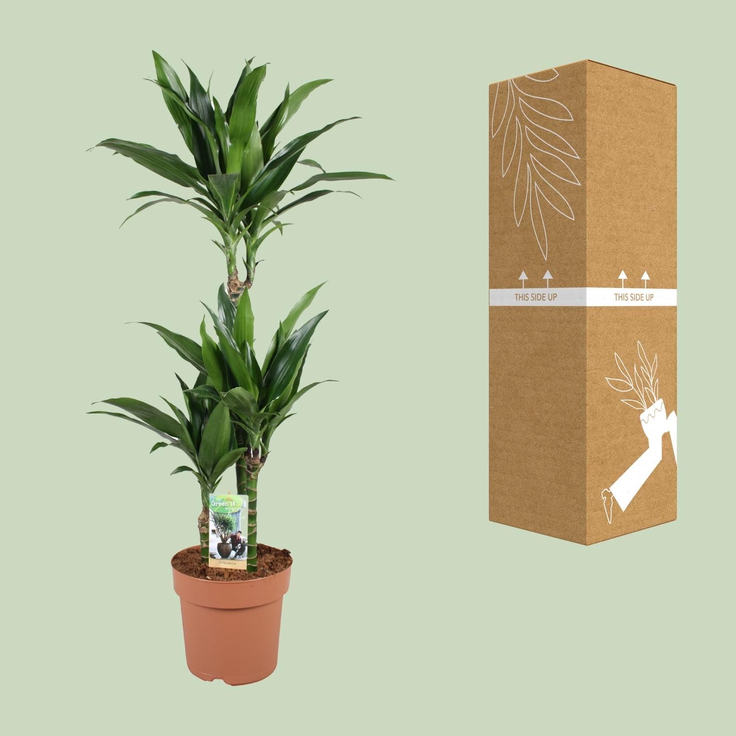 Dracaena Janet Craig 60-30-15 (32956)