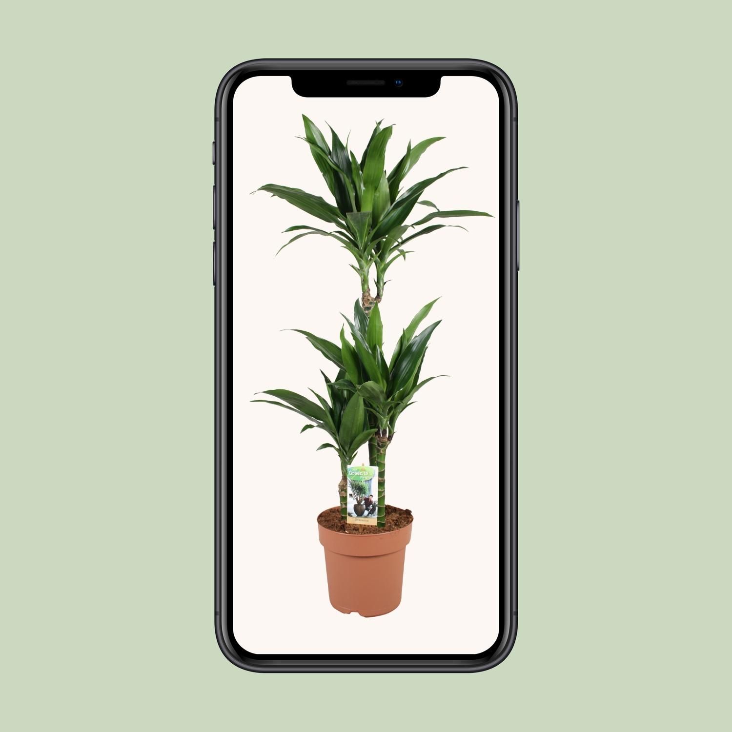 Dracaena Janet Craig 60-30-15 (32956)