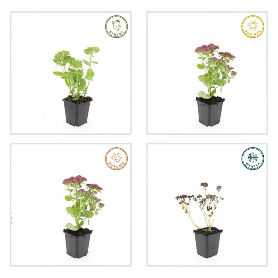 Garden basics 12x Sedum 'Herbstfreude' - ↕10-25cm - Ø9cm (47996)