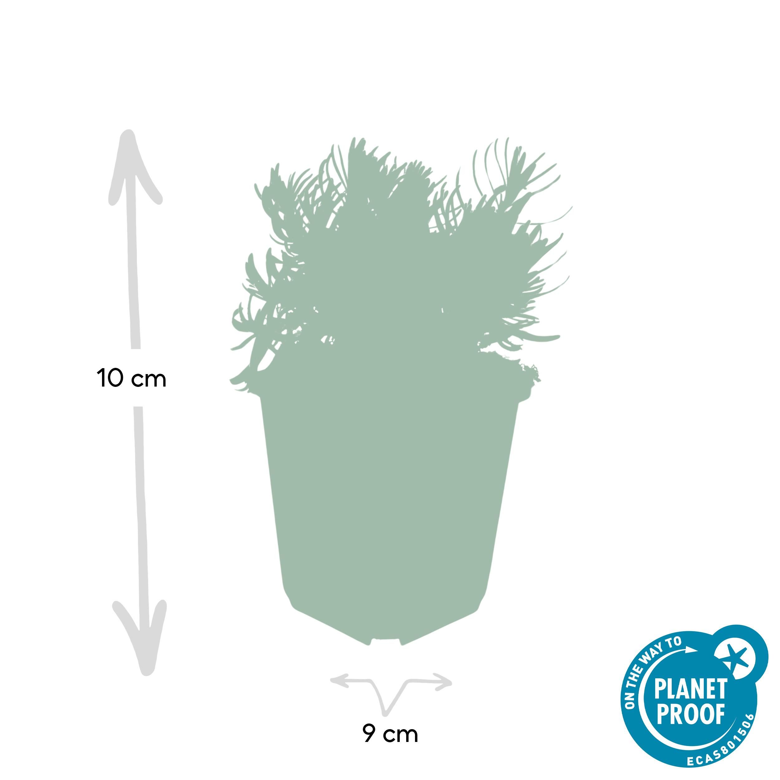 Garden basics 6x Lavandula 'Hidcote' - ↕10-25cm - Ø9cm (46944)