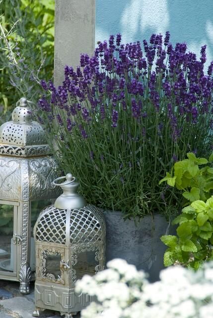 Garden basics 6x Lavandula 'Hidcote' - ↕10-25cm - Ø9cm (46944)