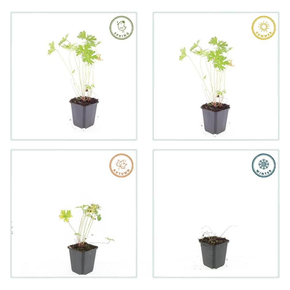 Garden basics 60x Geranium 'Johnson's Blue' - ↕10-25cm - Ø9cm (47781)